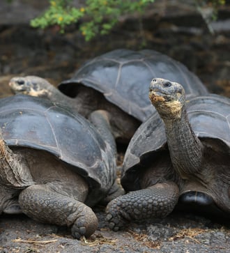 Giant tortoises, Galapagos