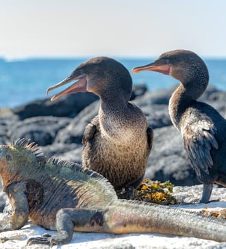 Flightless cormorants and marine iguaga on Fernandina Island, Galapagos