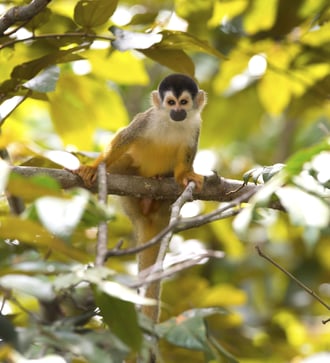 Squirrel monkey, Golfo Dulce, Costa Rica
