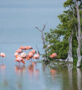 Flamingos in a lagoon on Floreana island, Galapagos