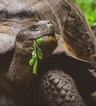 Galapagos giant tortoise on Santa Cruz island