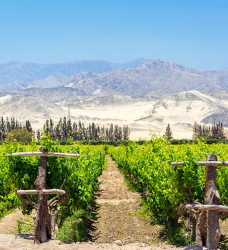 Vineyards in Pisco, Peru
