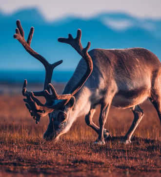 Reindeer in Svalbard in summer