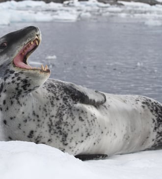 Leopard seal in Antarctica
