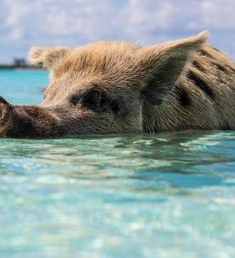 Swimming pigs at Big Major Cay, Bahamas