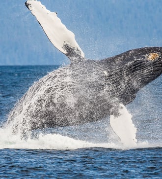 Humpback whale in the Chatham Strait, Alaska