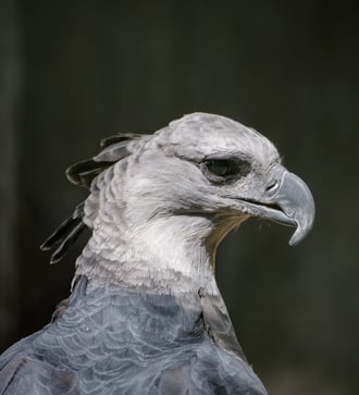 Harpy eagle in Panama