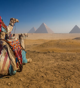 Camels and Pyramids, Cairo, Egypt