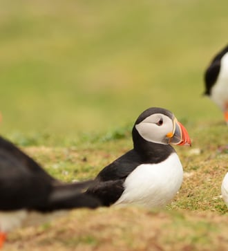 Puffins on Lunga, Treshnish Isles, Scotland