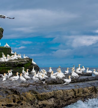 Gannets on the Isle of Noss, Scotland
