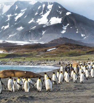 Penguins on South Georgia