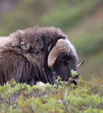 Musk ox in Nome, Alaska
