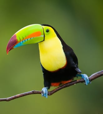 Toucan in Costa Rica