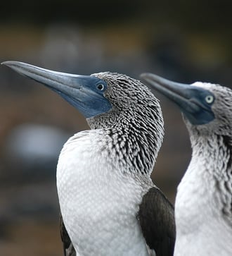 Blue footed boobies, Galapagos