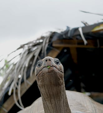 Aldabra giant tortoise on Alphonse Island, Seychelles