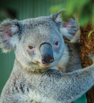 Koala in Sydney