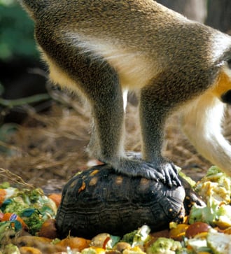 Green Monkey in Barbados
