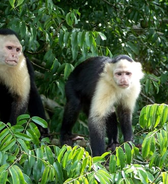 Capuchin monkeys, Gatun Lakes, Panama Canal