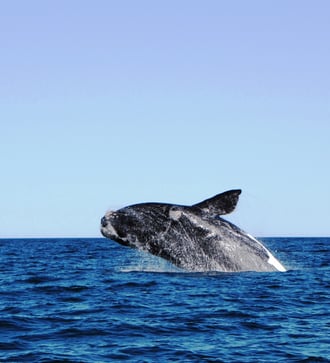 Whale off the coast of Puerto Madryn, Argentina