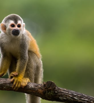 Squirrel monkey in Costa Rica