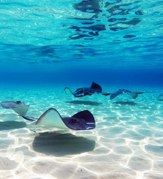 Stingray City, Cayman Islands