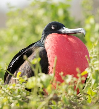 Great frigate bird in Darwin Bay, Genovesa, Galapagos