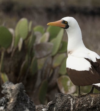 Masked booby, Darwin Bay, Genovesa, Galapagos