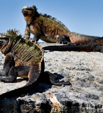 Marine iguanas, Galapagos