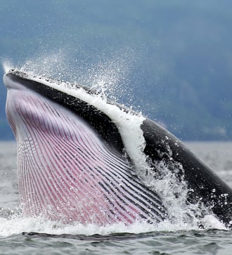 Minke whale off the coast of Tadoussac, Canada