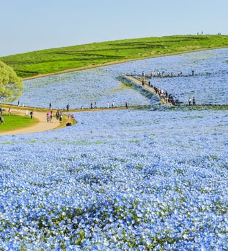 Nemophilia flowers in Hitachinaka, Japan