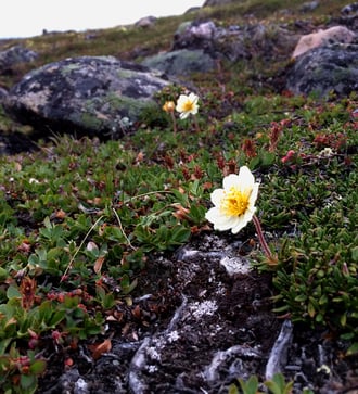 White Arctic dryad in Iqaluit, Nunavut, Canada