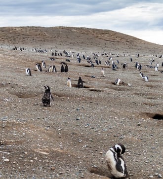 Magellanic penguins on Magdalena Island, Chile