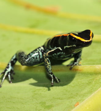 Golfo Dulce poison dart frog, Costa Rica