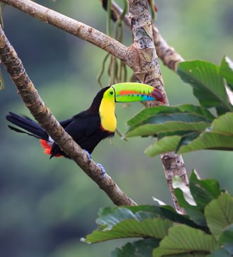 Toucan in Costa Rica