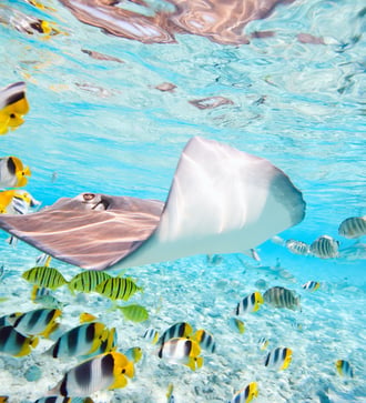 Colourful fish, Bora Bora