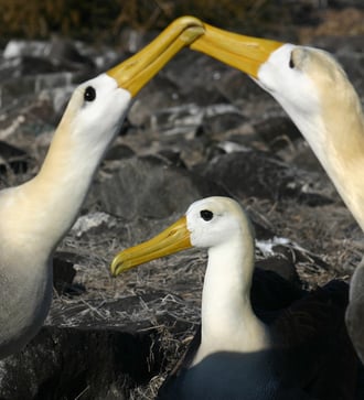 Waved albatross courting on Española island, Galapagos