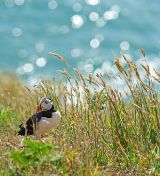 Atlantic puffin on Skomer Island, Wales