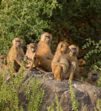 Baboons in Senegal