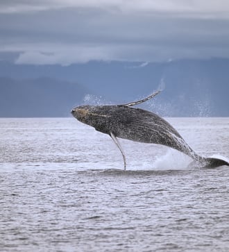Humpback whale in Frederick Sound, Alaska