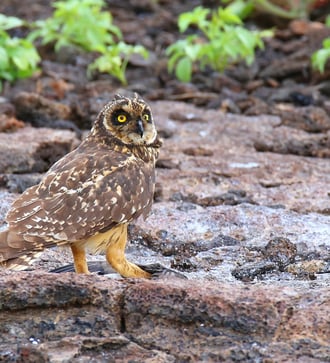 Short-eared owl on Genovesa island, Galapagos
