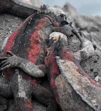 Marine iguanas in the Galapagos