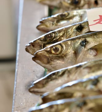 Moonfish on sale in Sakaiminato, Japan
