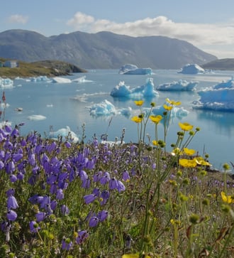 Flowers in Narsaq, Greenland