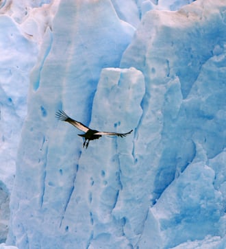 Condor Glacier, Chile