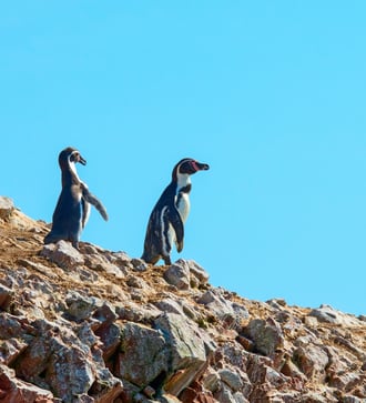 Humboldt penguins in Paracas, Peru