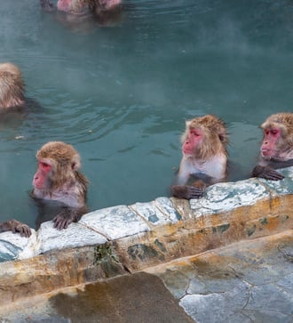 Snow monkeys in an onsen in Hakodate, Japan