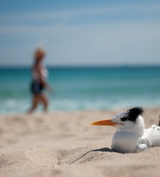 Bird on Fort Lauderdale beach