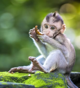 Monkey in Ubud, Bali