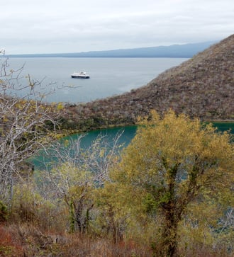Caleta Tagus, Isabela, Galapagos