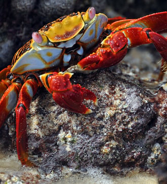 Red cliff crab, Galapagos